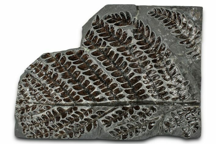 Carboniferous Fossil Fern (Lescurofiteris) - France #334678